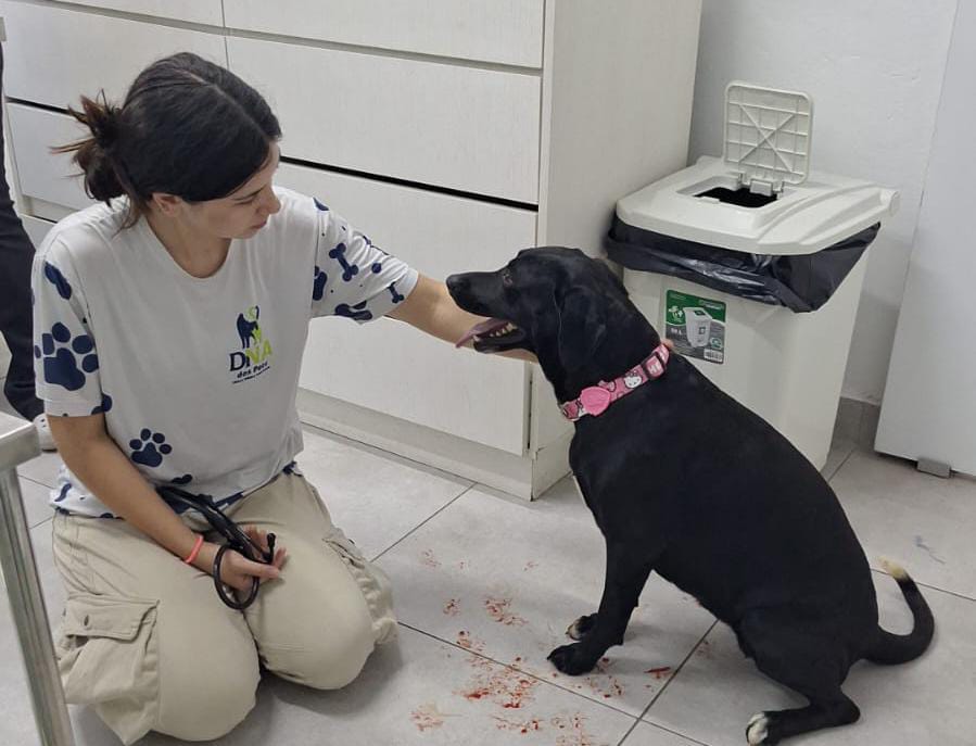 Cadela atacada por pitbull, no Cafezal II, está se recuperando